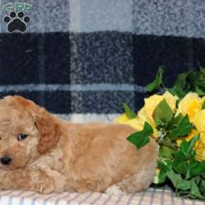 Eiffel, Mini Goldendoodle Puppy